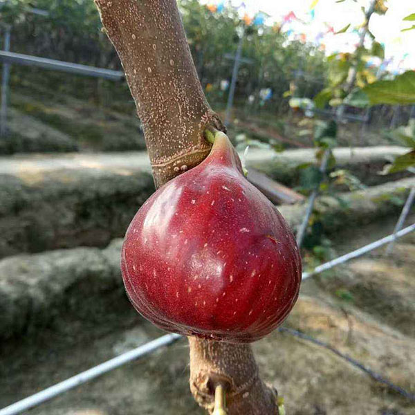 無花果：馬義斯陶芬